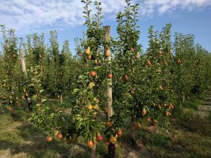 frutta biologica a Cesena