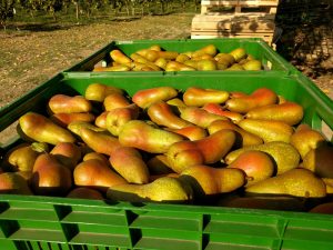 frutta biologica a Cesena